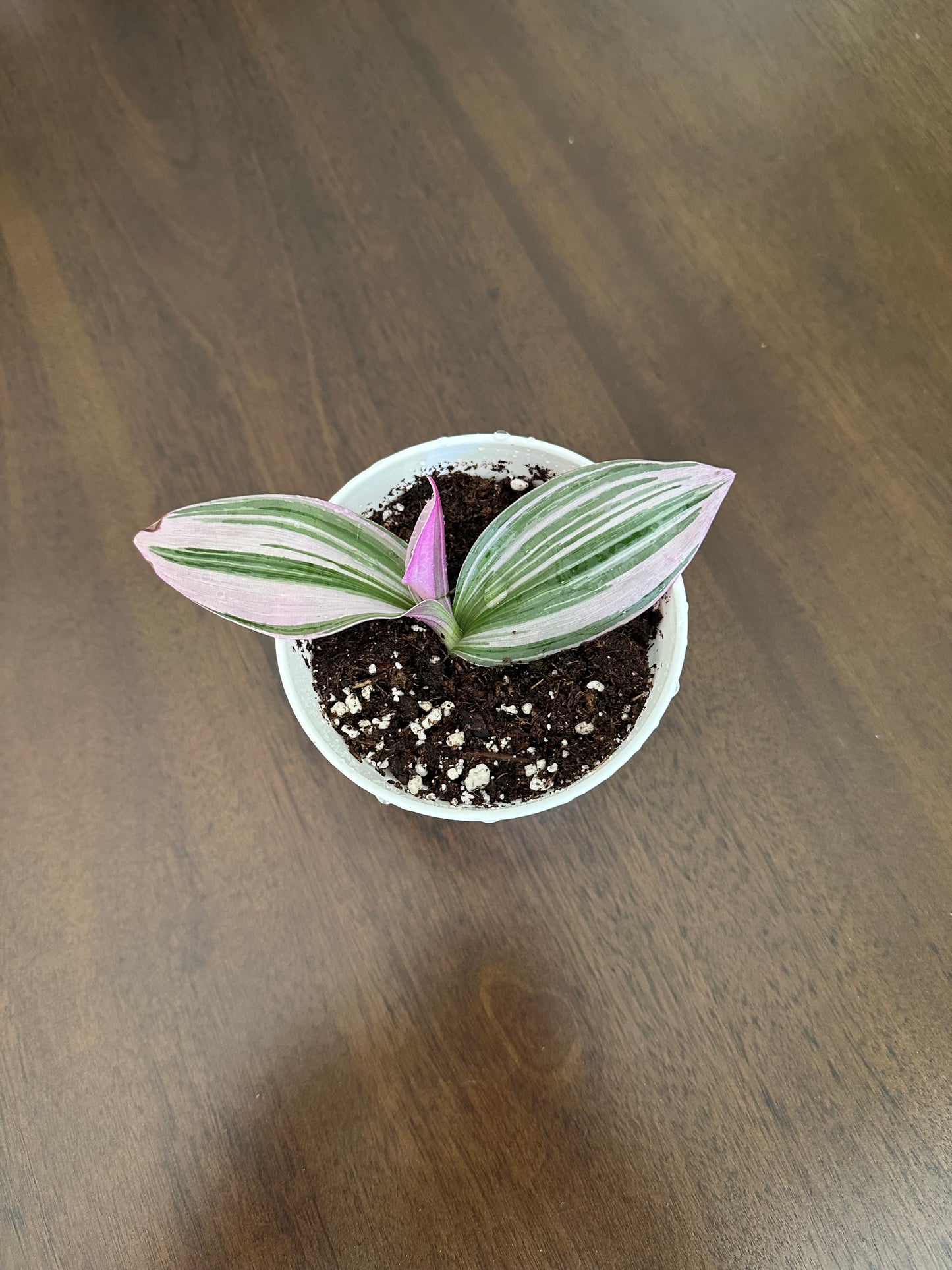Tradescantia 'Nanouk'