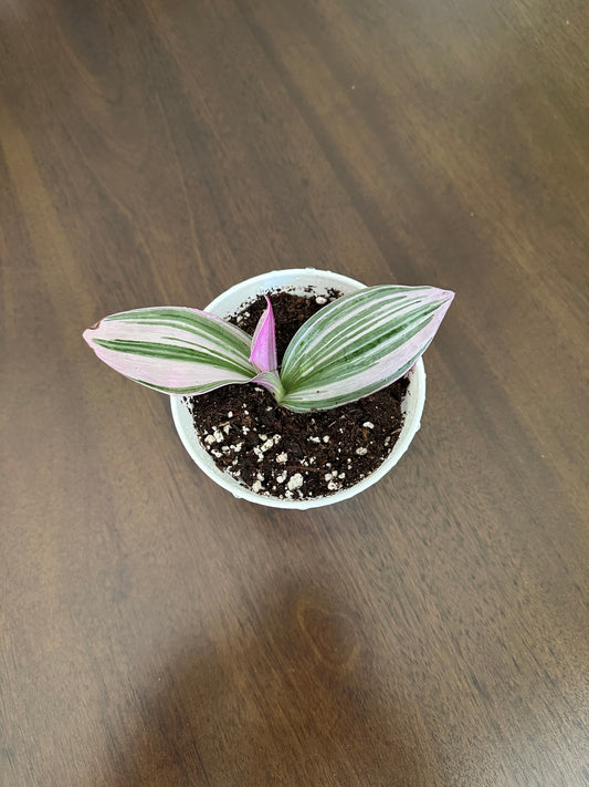 Tradescantia 'Nanouk'