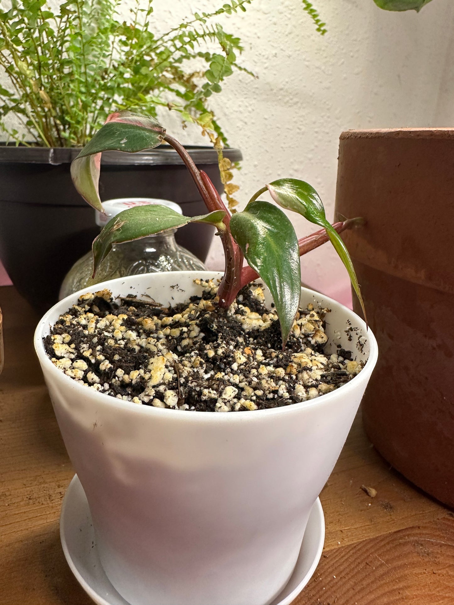 Pink princess philodendron