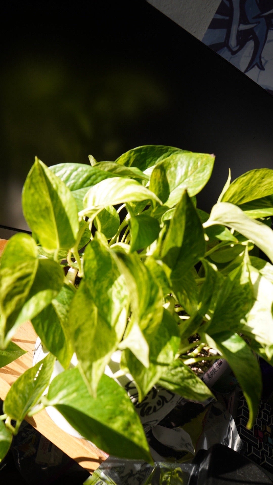 Pothos Bundle