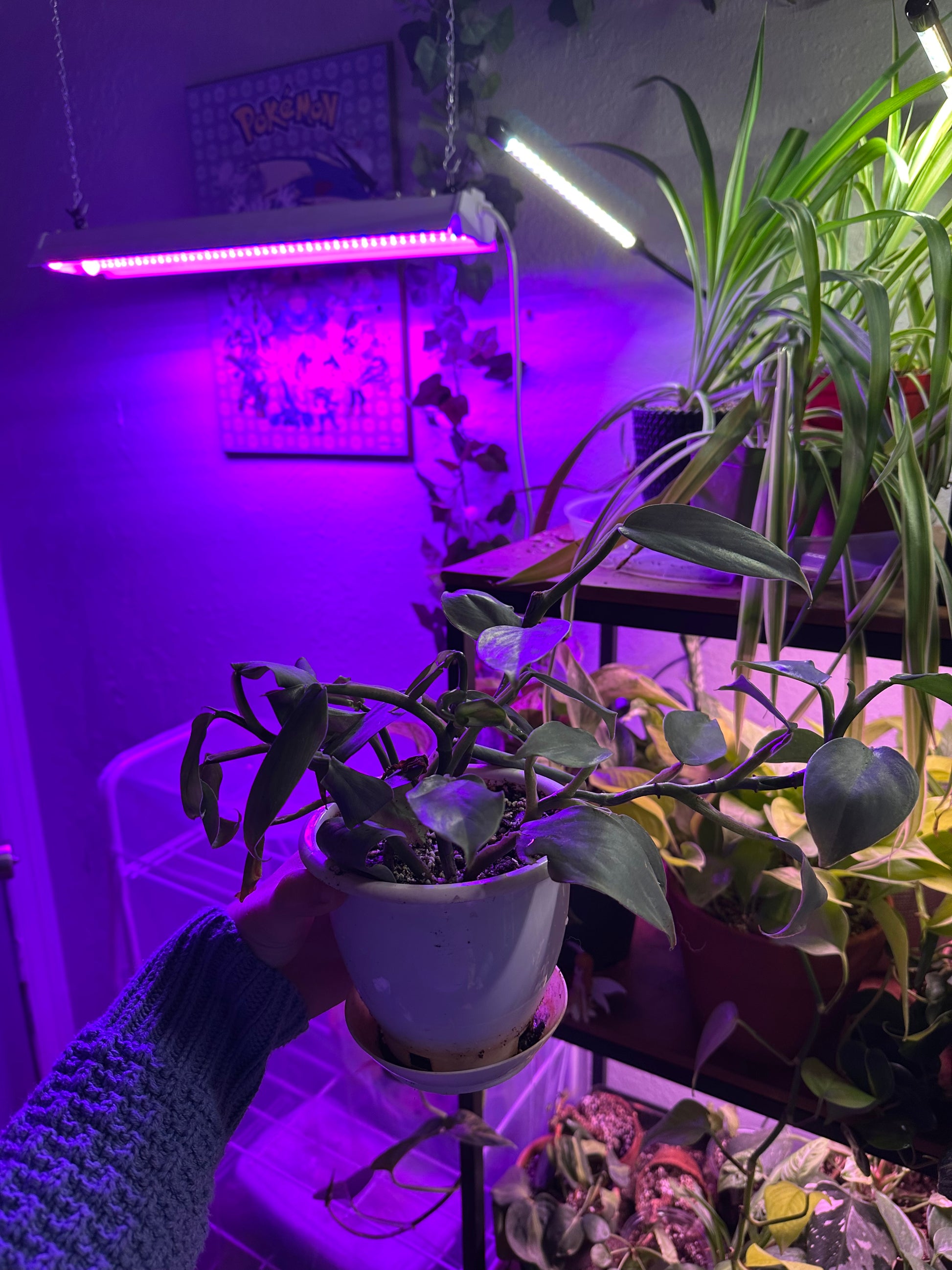 purple sword philodendron Philodendron Silver Sword – Fauna Grows
