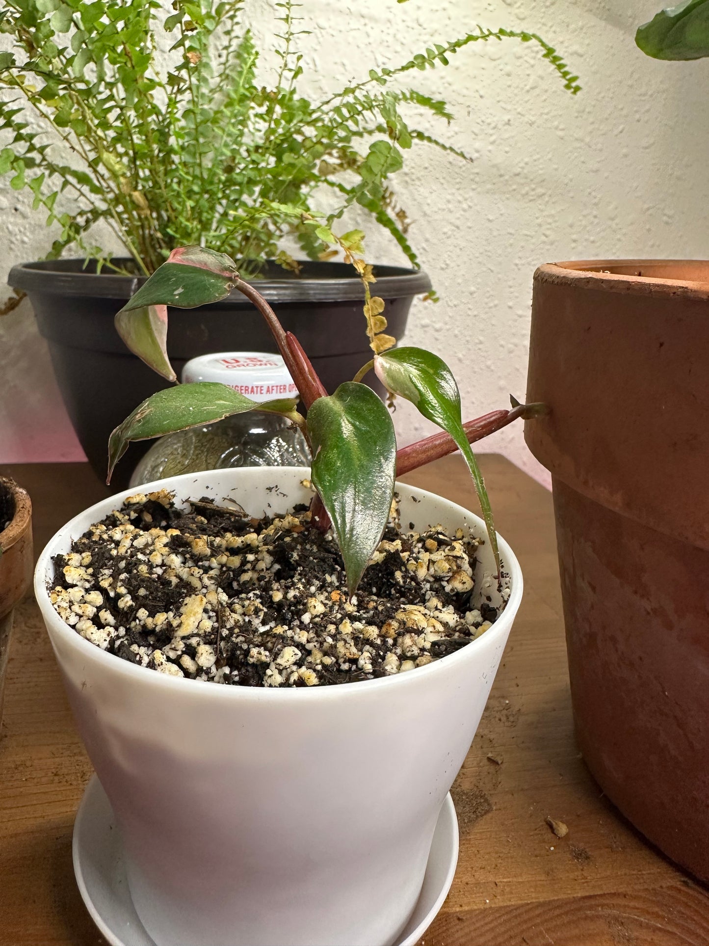 Pink princess philodendron