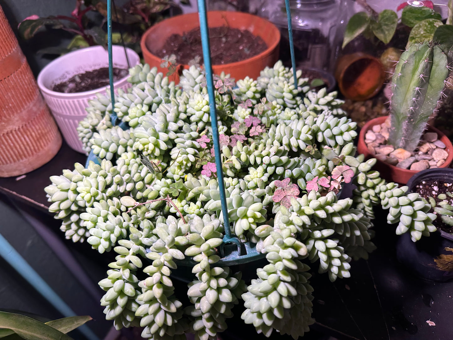 Burros Tail