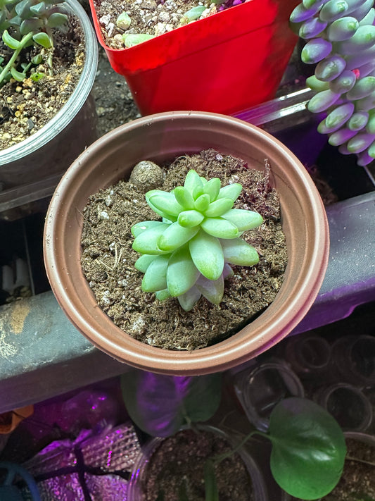 Burros Tail