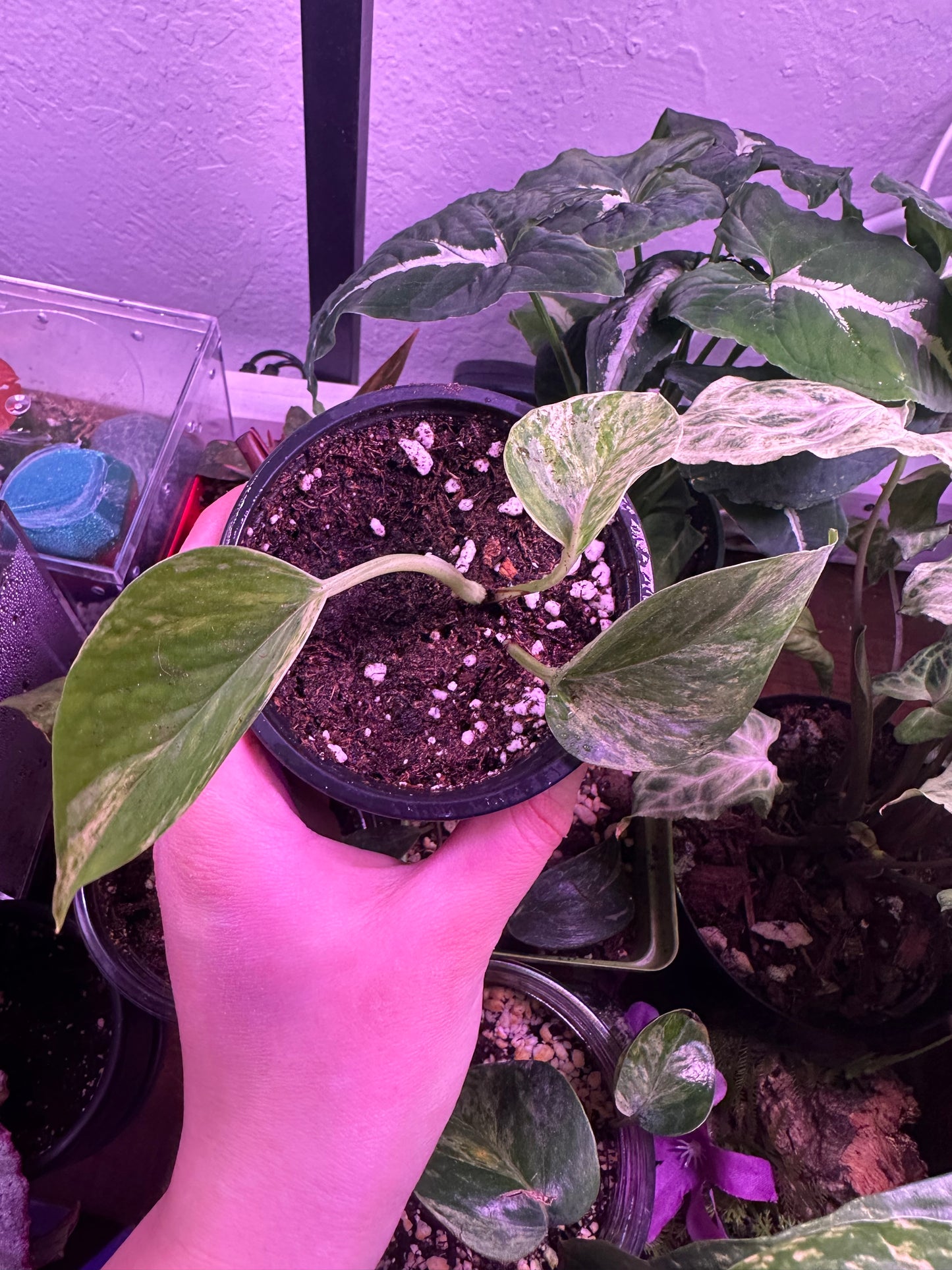 Marble Queen Pothos