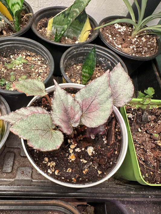 Painted Leaf Begonia