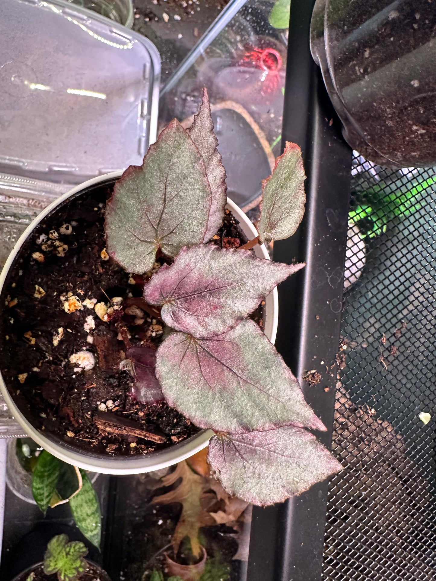 Painted Leaf Begonia