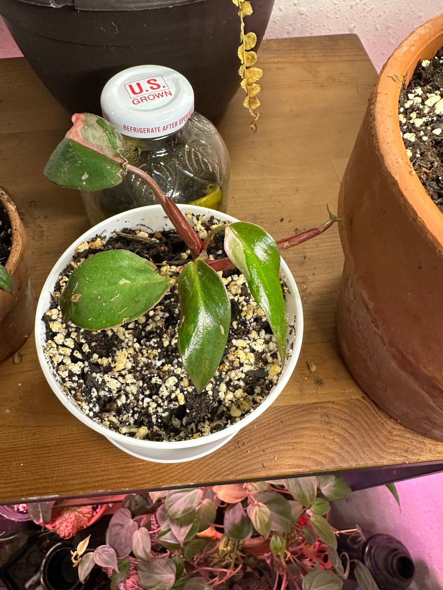 Pink princess philodendron