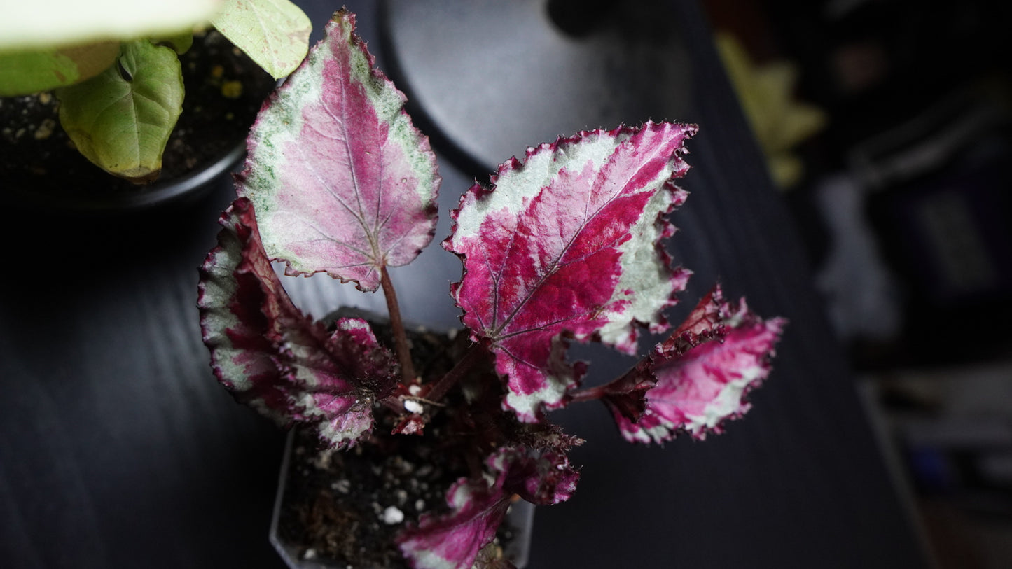 Rex Begonia (SpitFire)