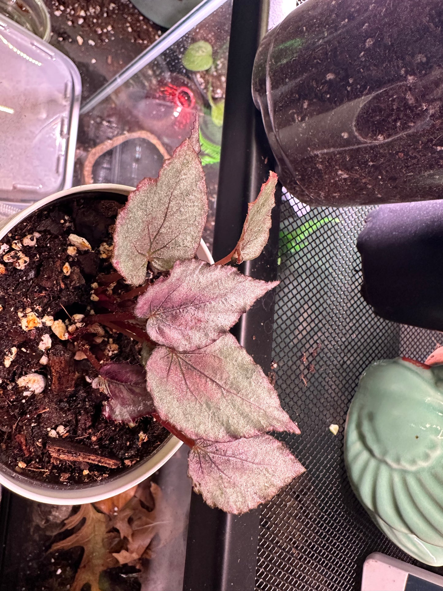 Painted Leaf Begonia