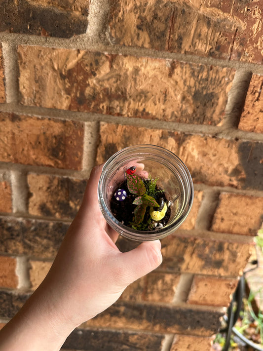 Mini terrarium