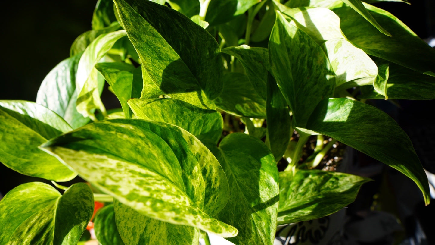 Pothos Bundle