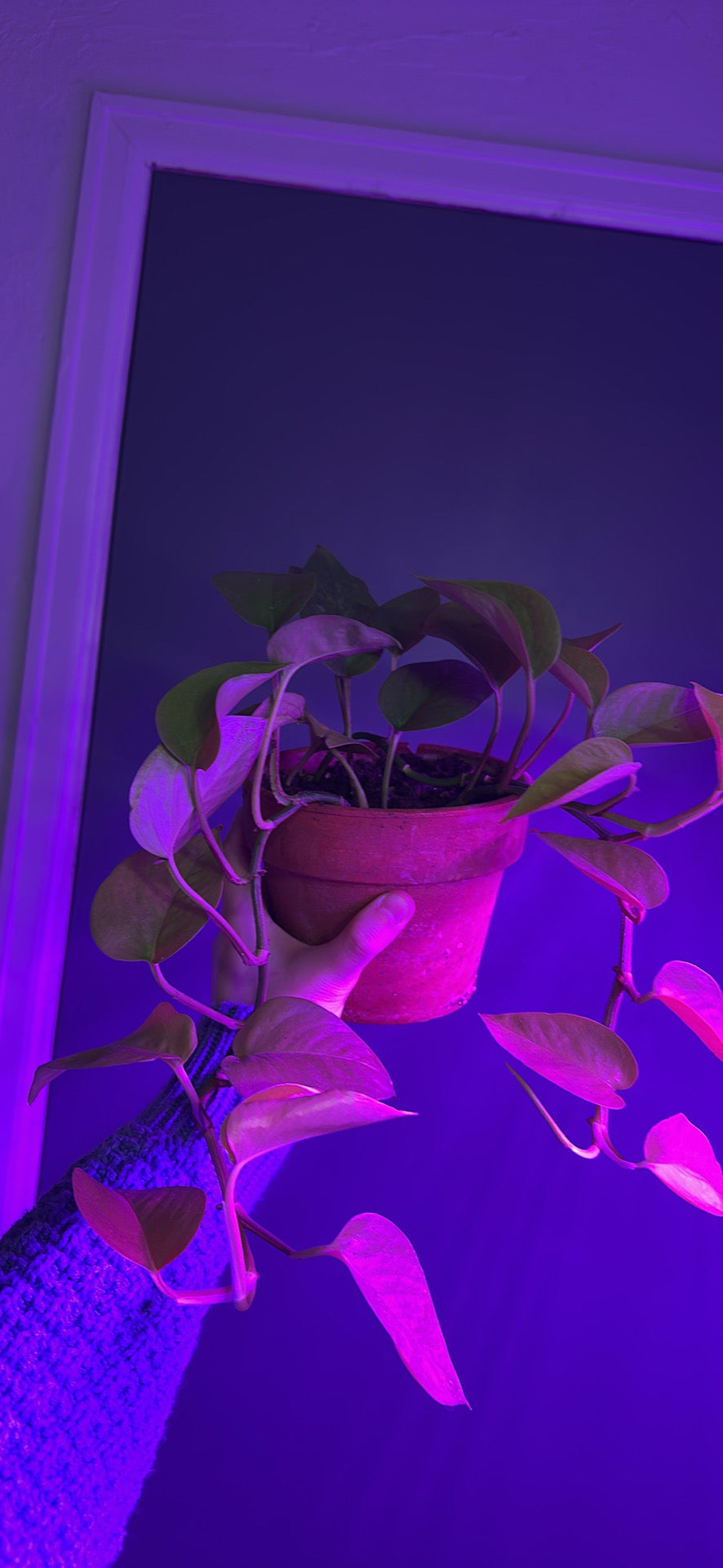 Neon Pothos