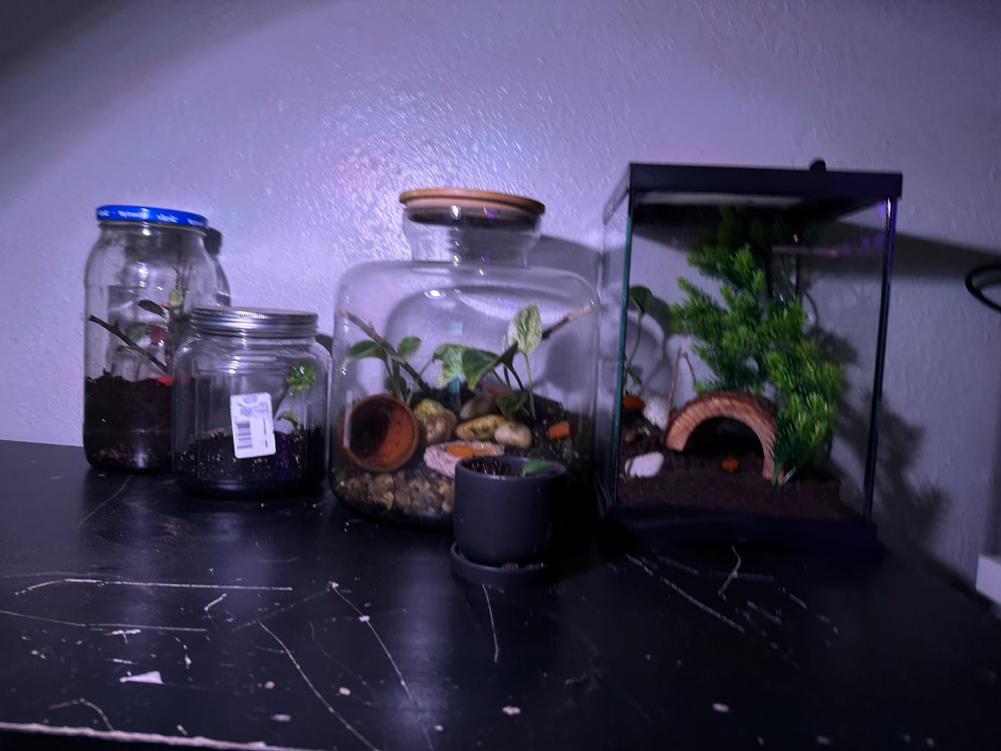 Mystery Terrarium Kit