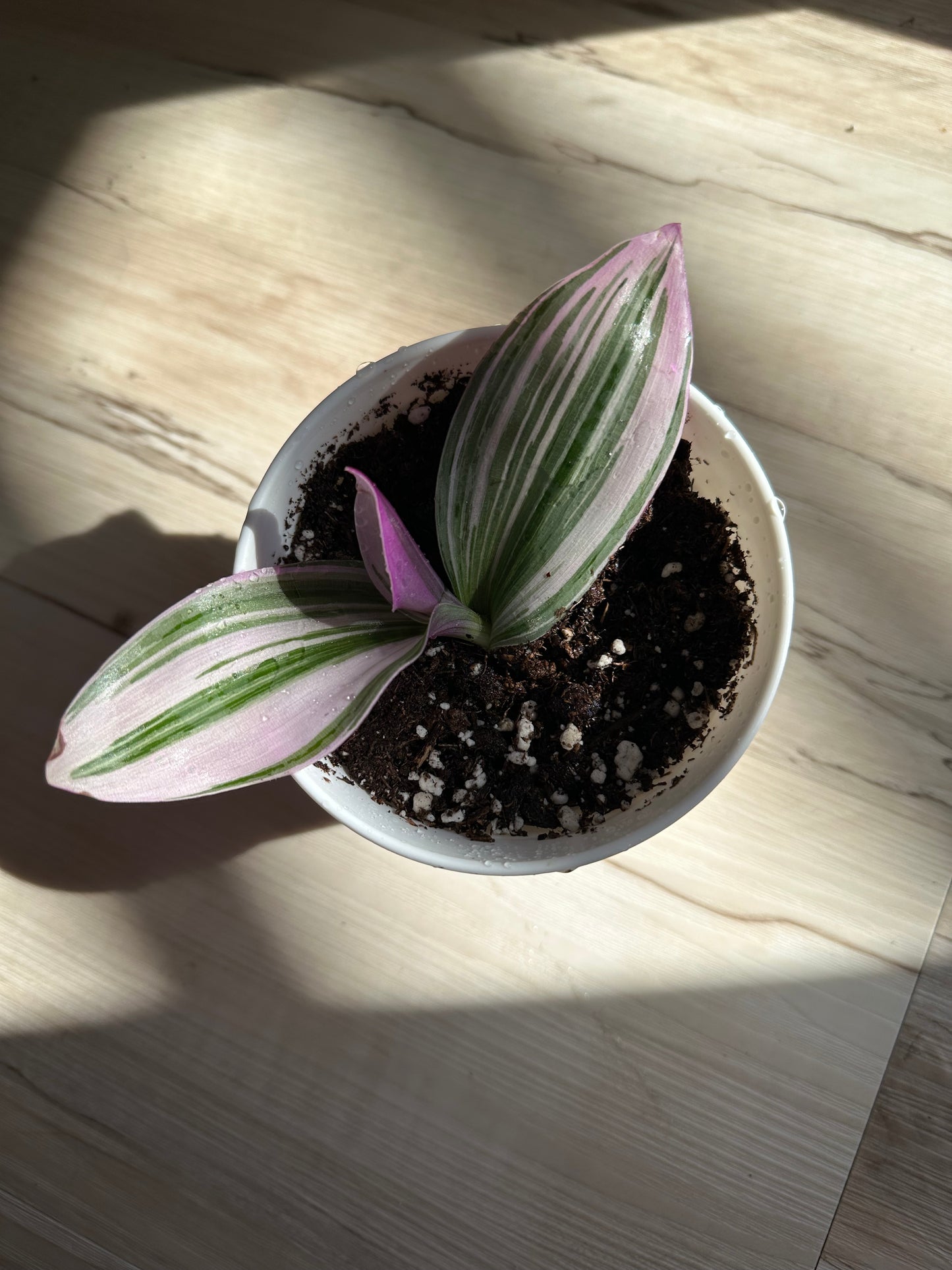 Tradescantia 'Nanouk'