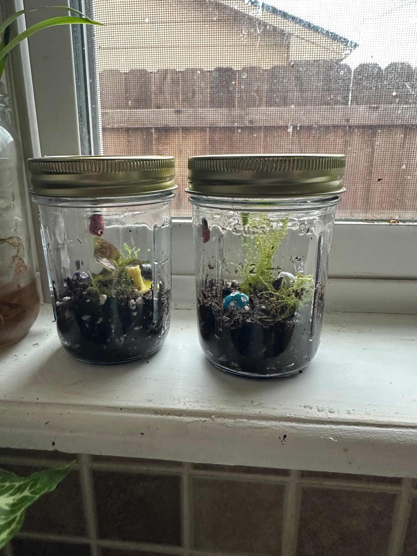Mini terrarium