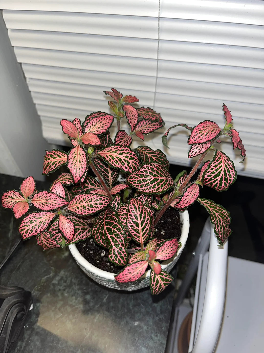 Fittonia plant